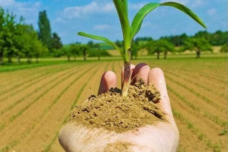 农民种玉米什么时候需要施肥