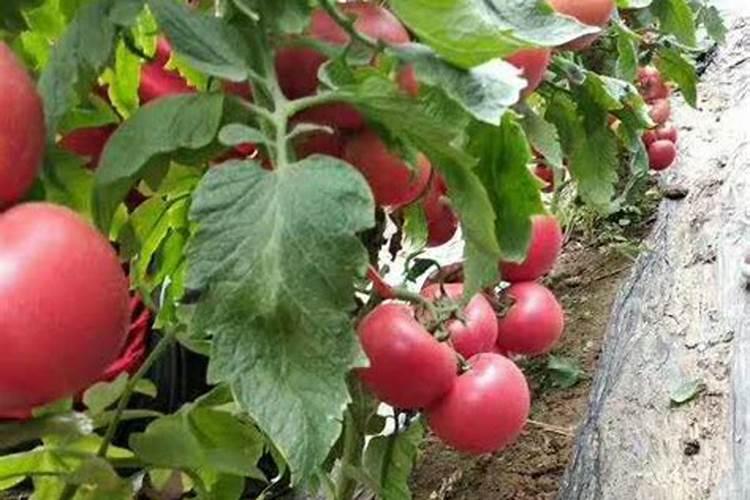 金桔开花如何施肥