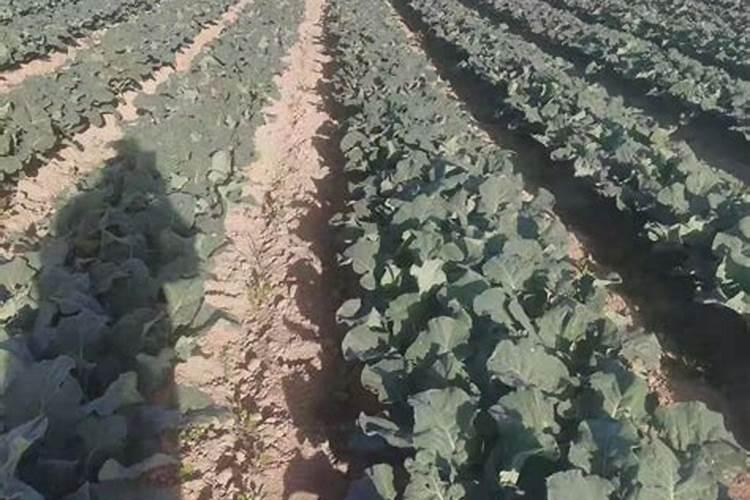 西兰花追肥用什么肥料好
