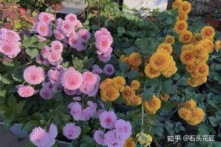 乒乓菊可以用花多多2号浇水到叶面吗