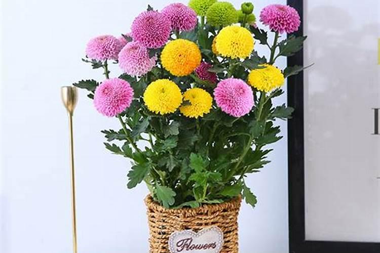 芭芭农场多少肥料可以种完一棵树