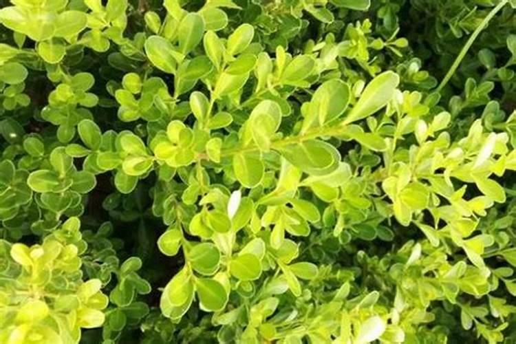 北海道黄杨的栽后注意事项