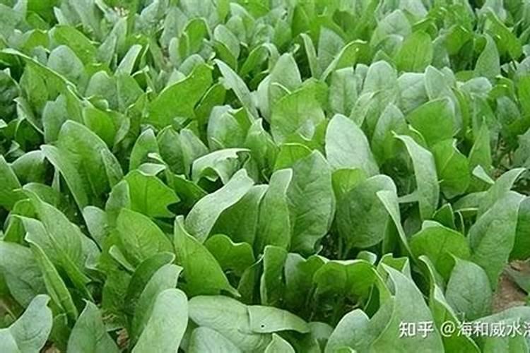 淘米水和菜籽饼一起发酵可以浇菜吗？