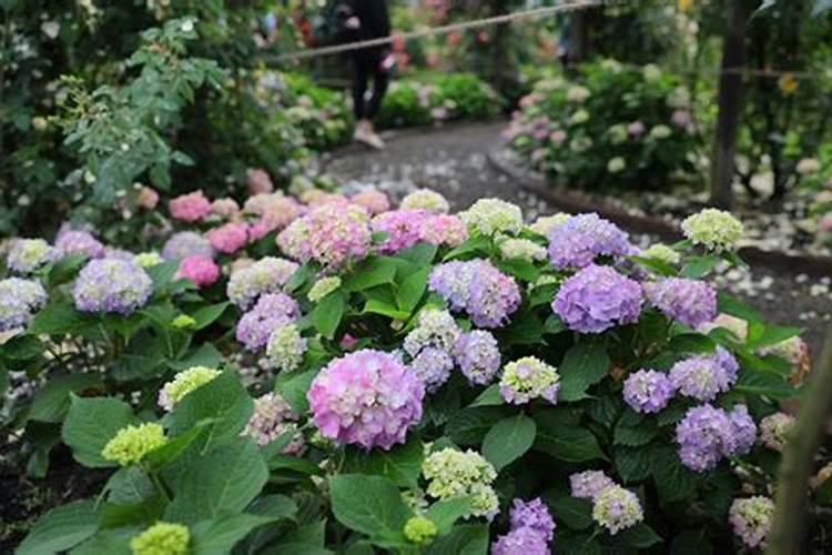 芸苔素可以解药害吗