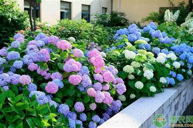 水溶肥灌根正确使用方法