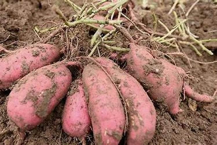 茶树在什么时间施肥比较好 茶树什么时候施肥