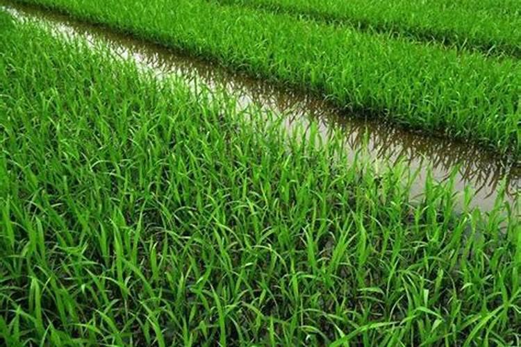 大丽花花期施什么肥料最好