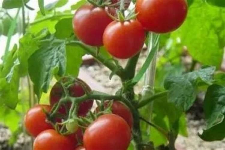 如何防止番茄氮、磷、钾过剩？