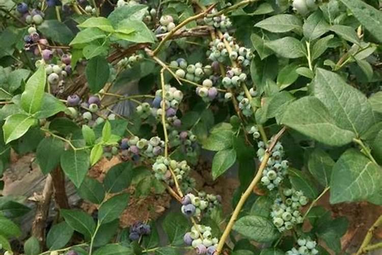 白犀牛海芋水培怎么放营养液？