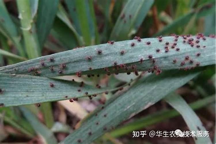 小麦出苗一个月后叶发黄根腐烂了怎么办能浇水吗