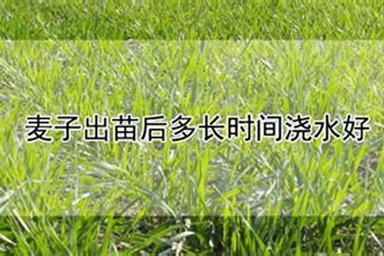 小麦出苗一个月后叶发黄根腐烂了怎么办能浇水吗