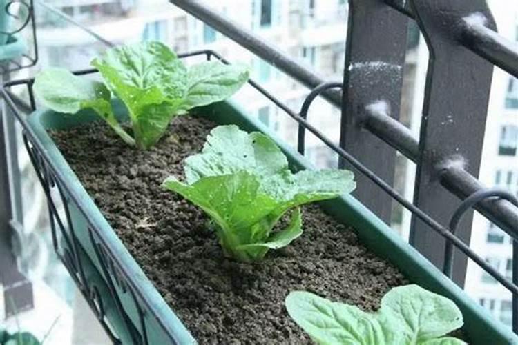 水溶肥一般几天见效