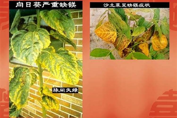 果树缺钙用什么肥料最适合(果树需补什么钙肥最好)