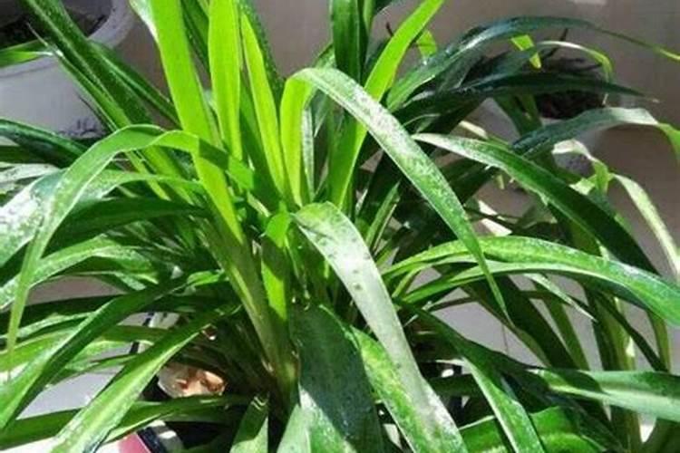 冬枣成熟季节是哪个季节