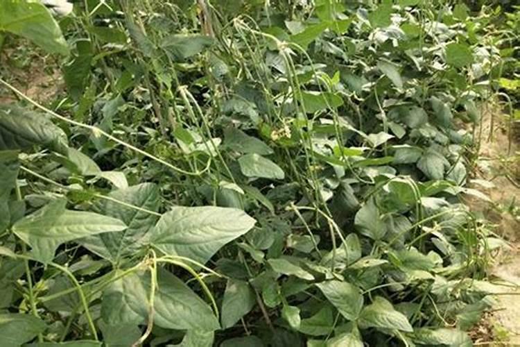 种豆角,农民做到哪几点,豆角摘完一茬又一茬？