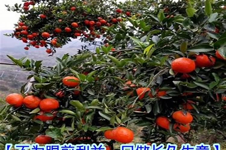 桔子树用什么肥料最好