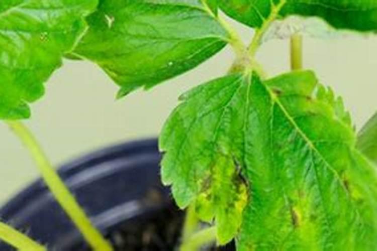 番茄转色期可以用202020的水溶肥吗？
