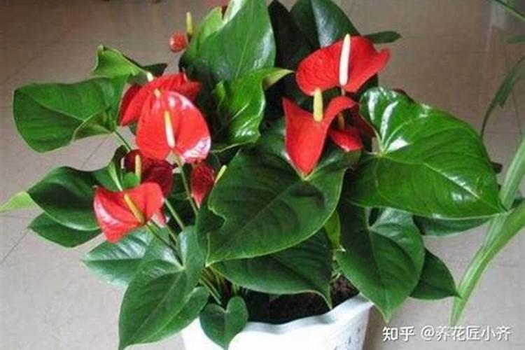 嘉施利水溶肥怎么样一顿多少钱
