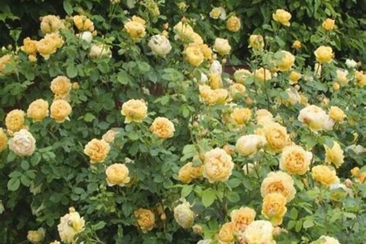 月季花施肥方法 怎样给月季花施肥
