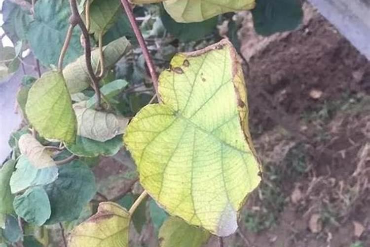 甜菜要种多久 甜菜需要生长多久才能收获