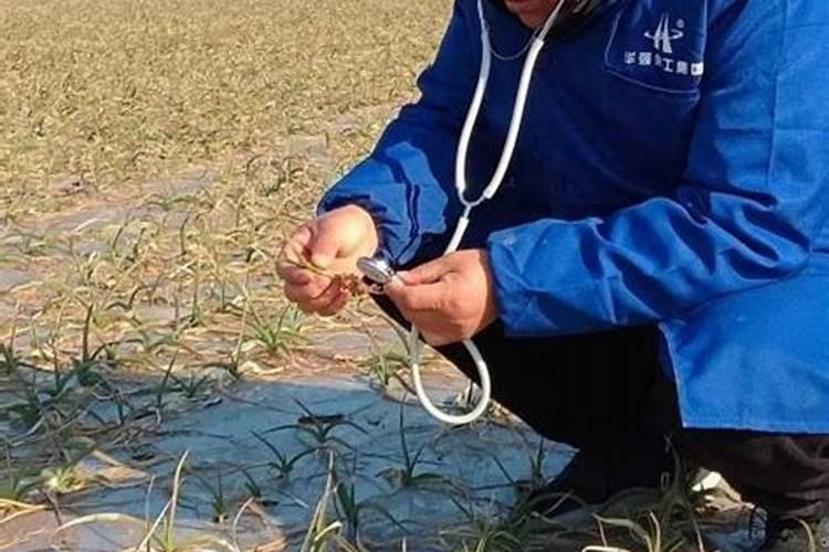 大蒜叶面肥喷什么肥最好