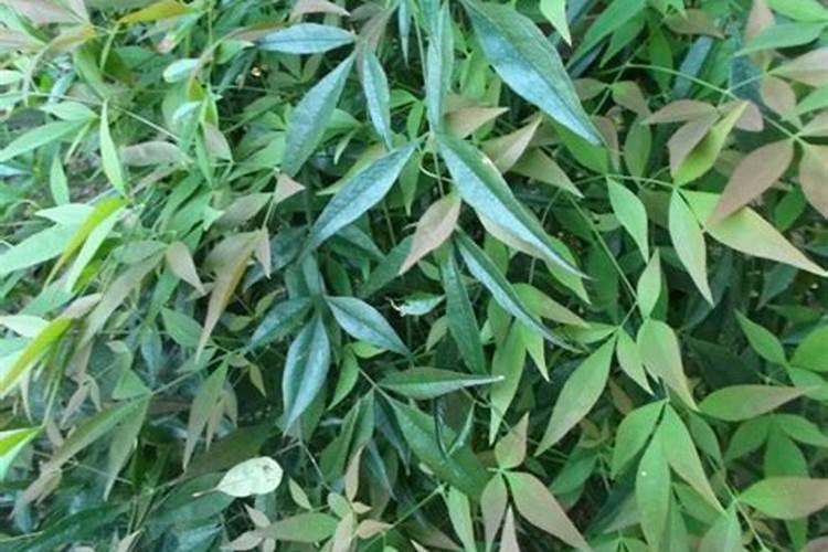绣球花怎么调色