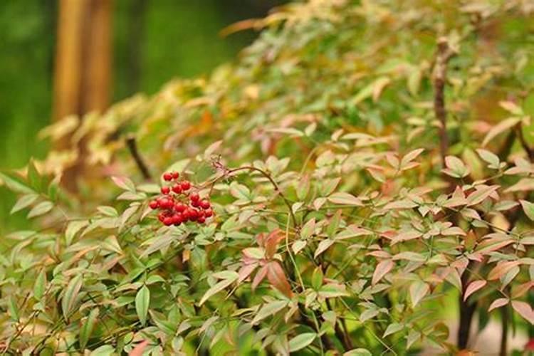 红叶南天竹的养殖方法(南天竹种植方法介绍一下)