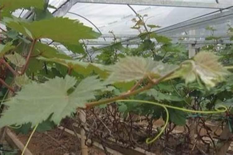 用什么水浇蟹爪兰最好