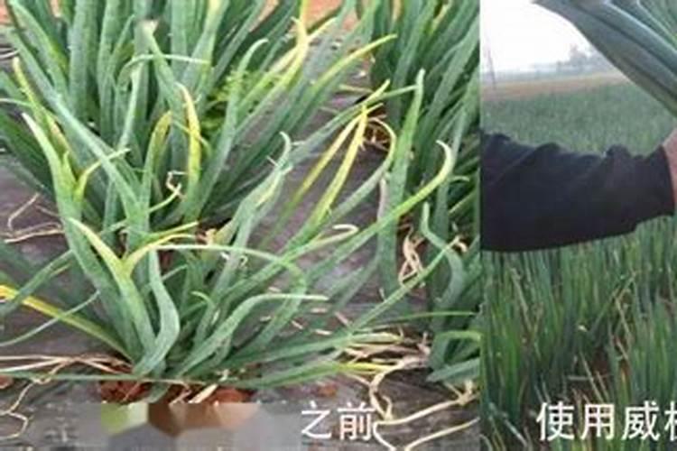 西葫芦露地栽培施肥技术 西葫芦怎么养殖好
