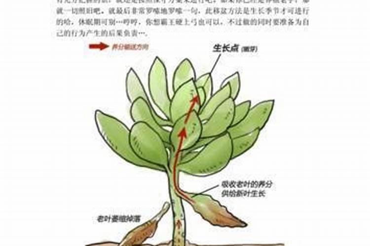 给花树一次性施复合肥施过量了,有什么补救方法呢？