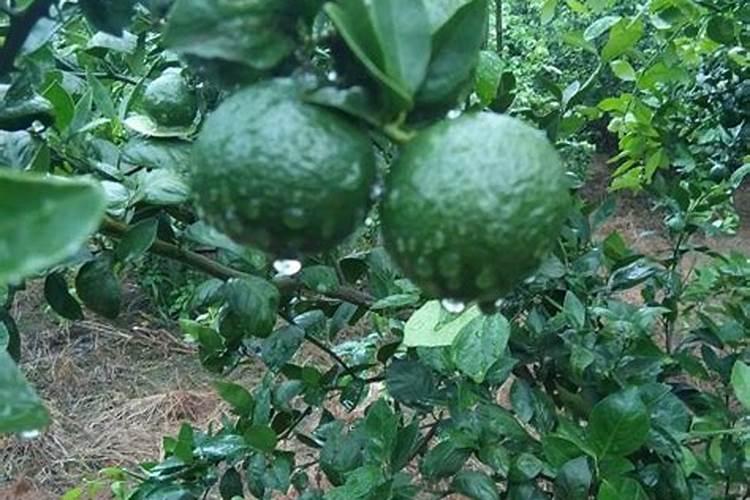 果树叶子发黄了,用什么肥料改善？