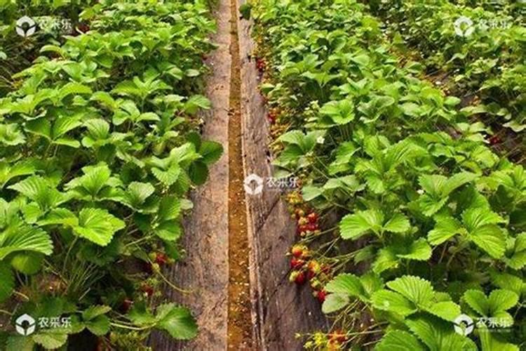 草莓苗种植多久能施肥 怎么施肥才能使草莓长势好