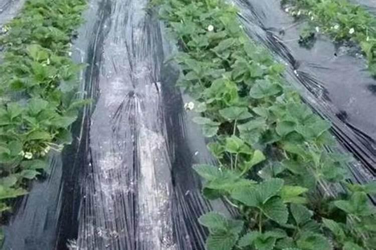 草莓要施什么肥料
