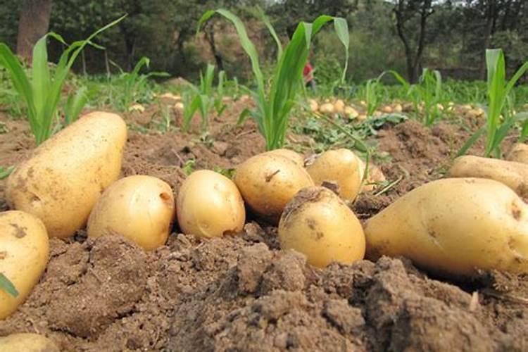 草莓种植用什么肥料好 草莓加什么肥料