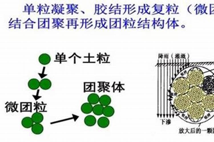 天竺葵叶子焦边是怎么回事