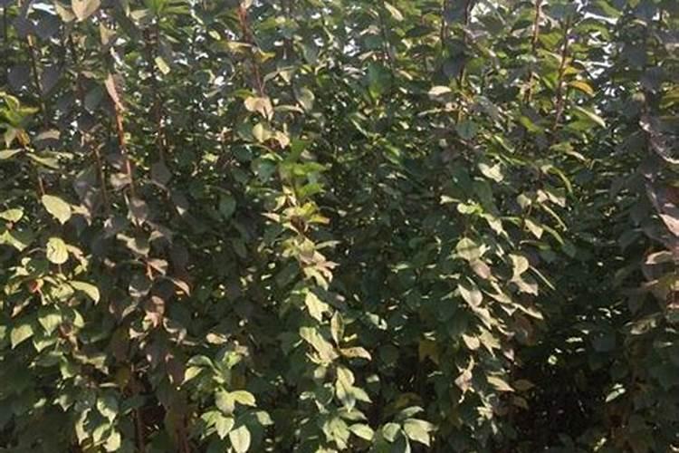 李子怎样保花保果