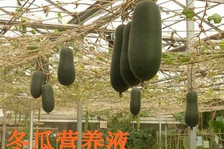 冬瓜中后期整片黄叶,是怎么回事呢？谢谢