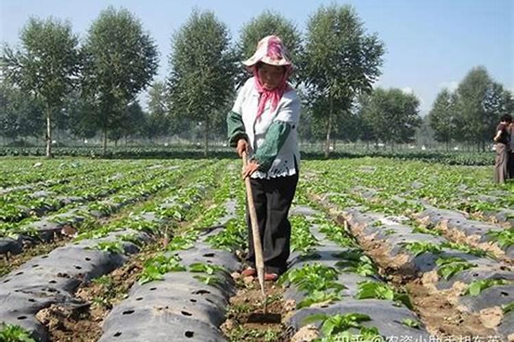 10亩樱桃需要投入多少？