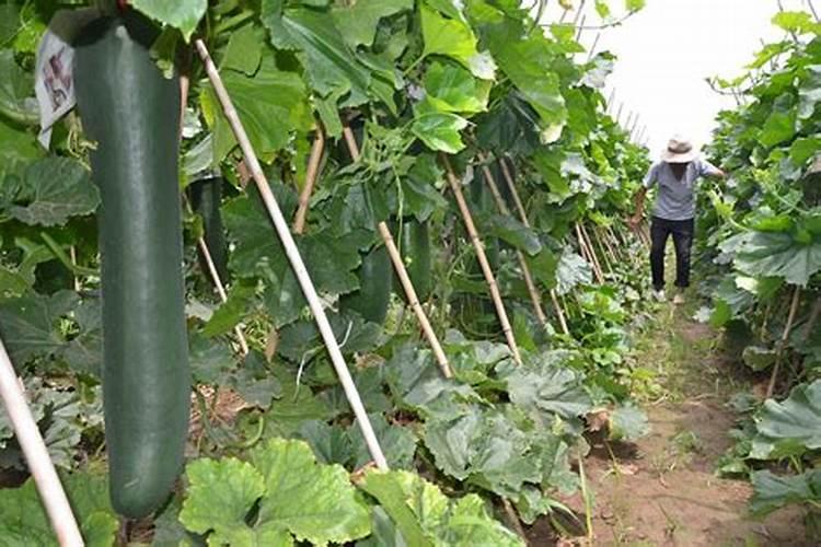 冬瓜种植时间和方法 冬瓜种植时间及方法