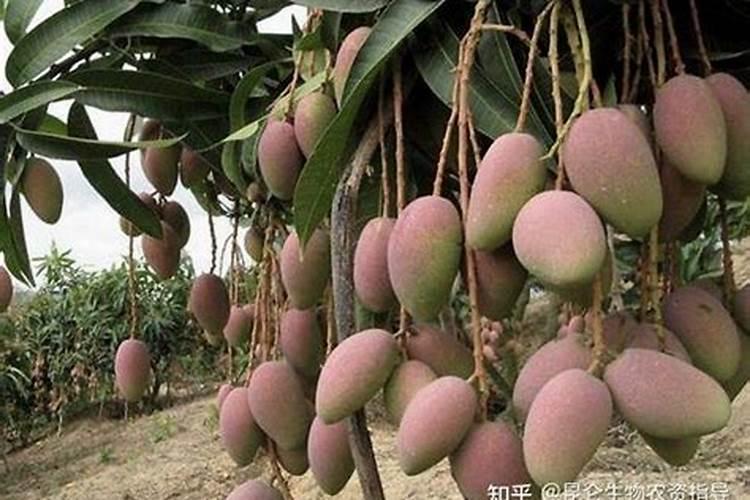 葡萄的花果管理技术 葡萄怎么施肥