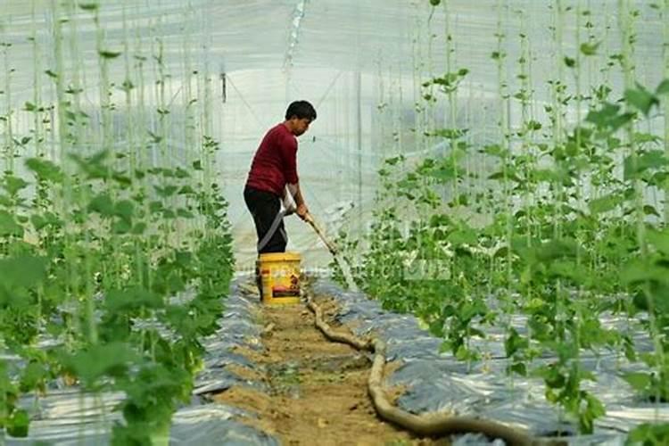 豆子怎么种植方法