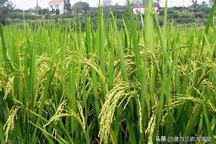 水稻穗肥最佳施肥时期