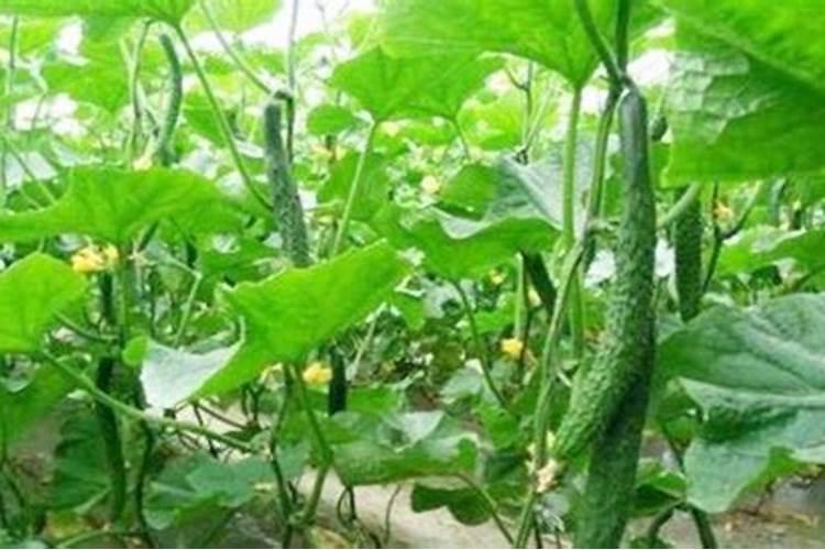 黄瓜追肥用什么肥料好