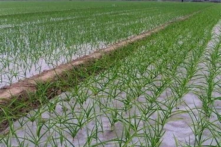 花草什么时候施肥最好 花草施肥时间