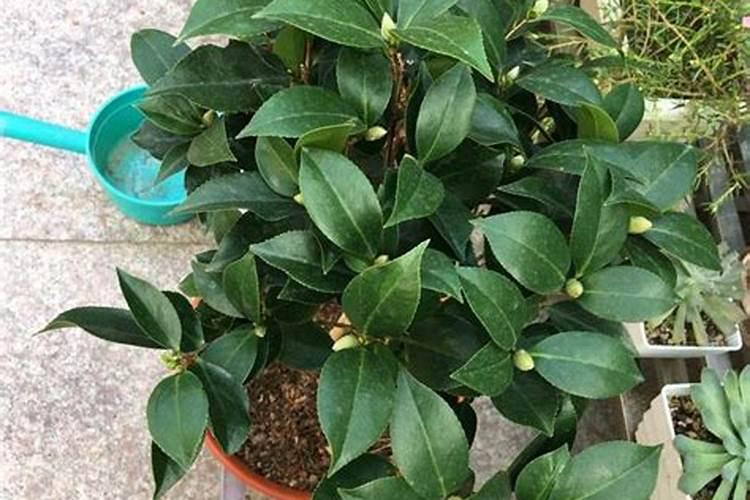 茶花施什么肥最好