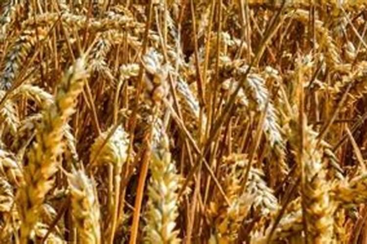 杜鹃花用什么肥料施肥杜鹃花怎么施肥？