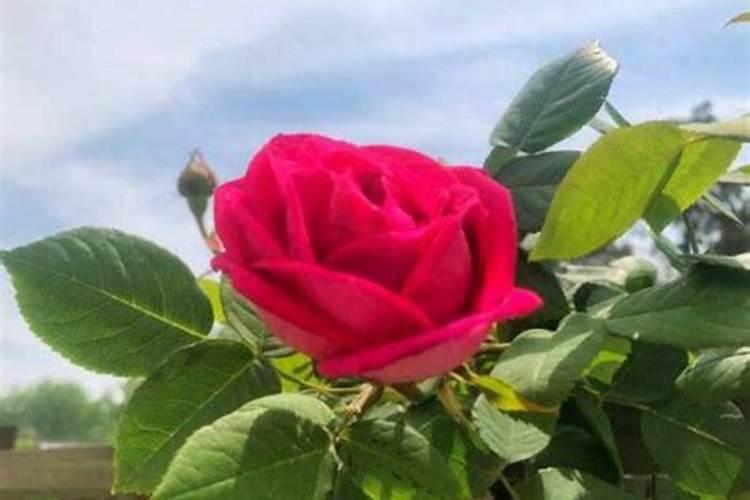 芒果树能施纯硫酸钾吗？