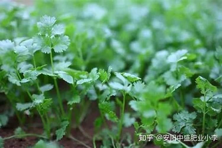 香瓜苗正开花可有点汗能浇水吗