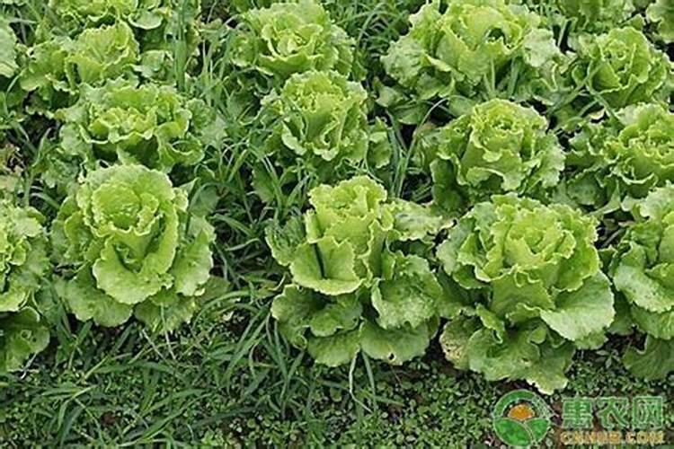 生菜的施肥时间及方法