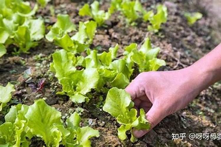 意大利生菜种植方法